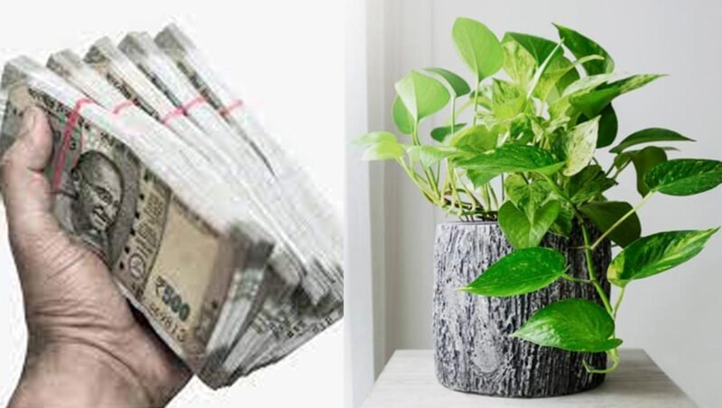 வீட்டில் மனி பிளான்டை இப்படி வைத்தால் அதிர்ஷ்டம் கிடைக்கும் | Money plant benefits in tamil